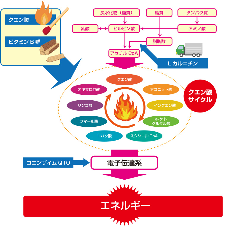 体の中で栄養素がエネルギーになる仕組み